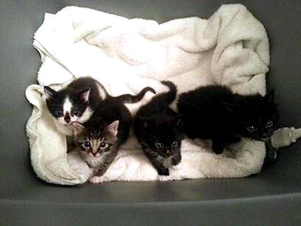 Kittens Saved With Help From Cell Phones