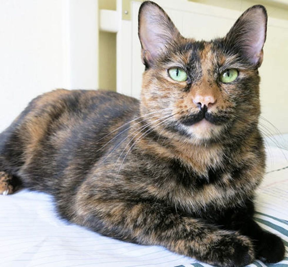 Tortie Cat With Mustache Love Meow