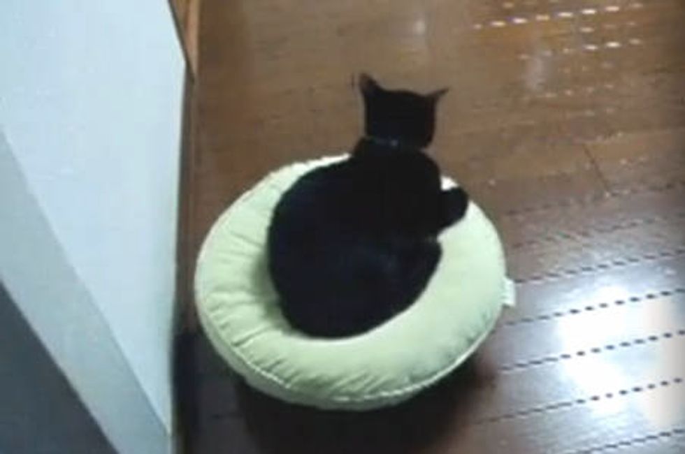 Roomba Moving Cat Bed