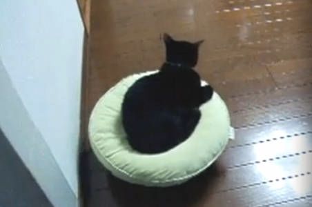 Cat discount riding roomba