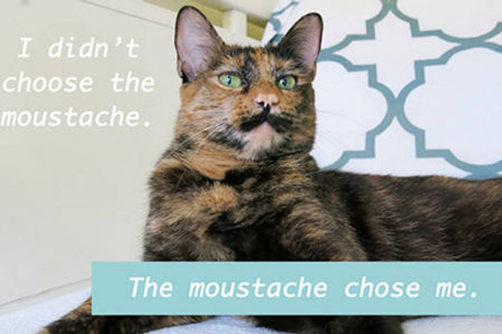 Tortie Cat With Mustache