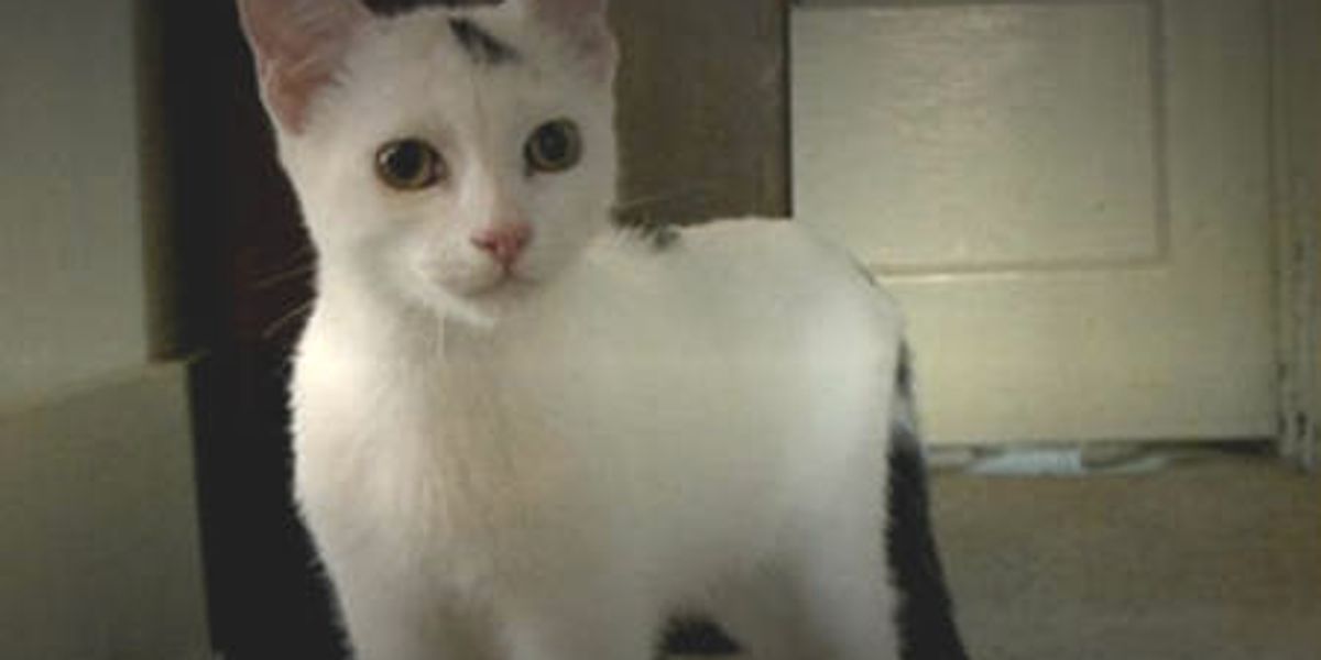 Kitten Can't Walk But Learns With A Walker Tails of Survival Love Meow