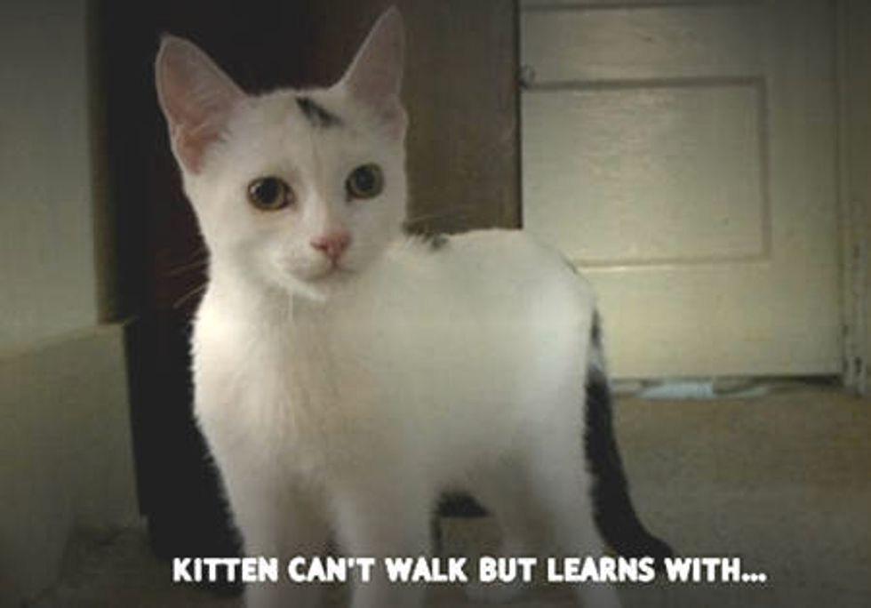 Kitten Can't Walk But Learns With A Walker - Tails of Survival