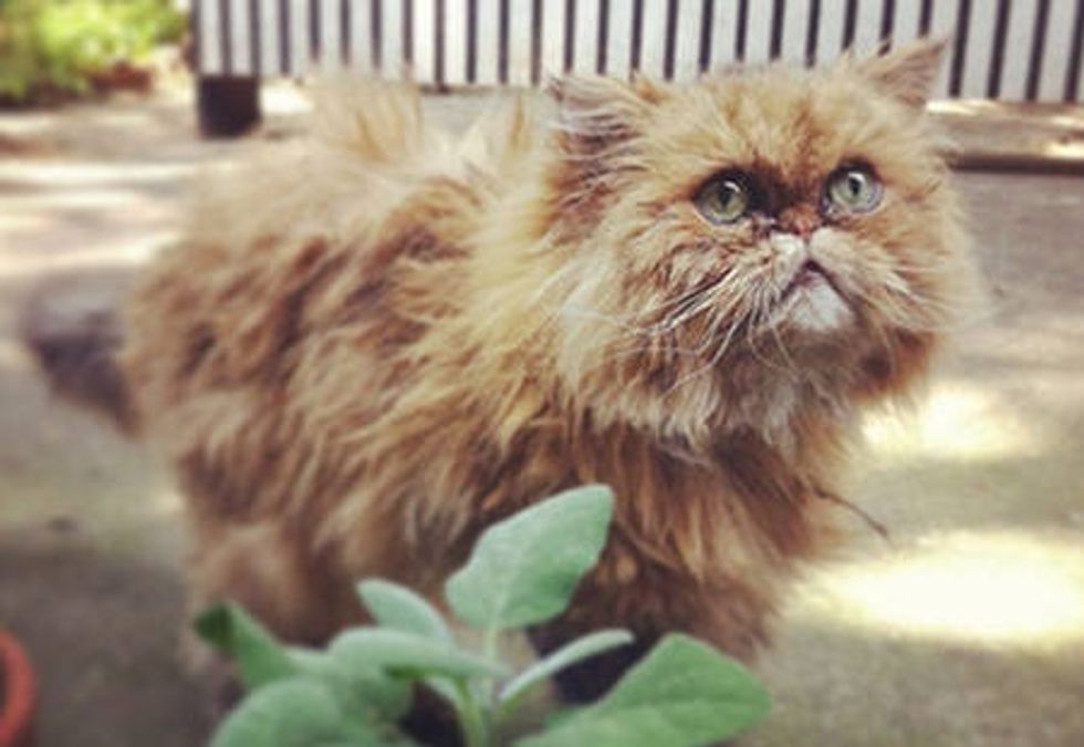 Muppet The Cat: Story Of A Hurricane Sandy Survivor