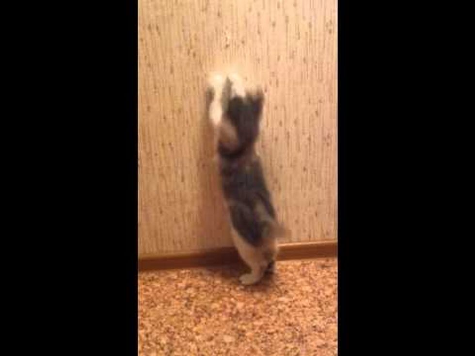 Spider Cats