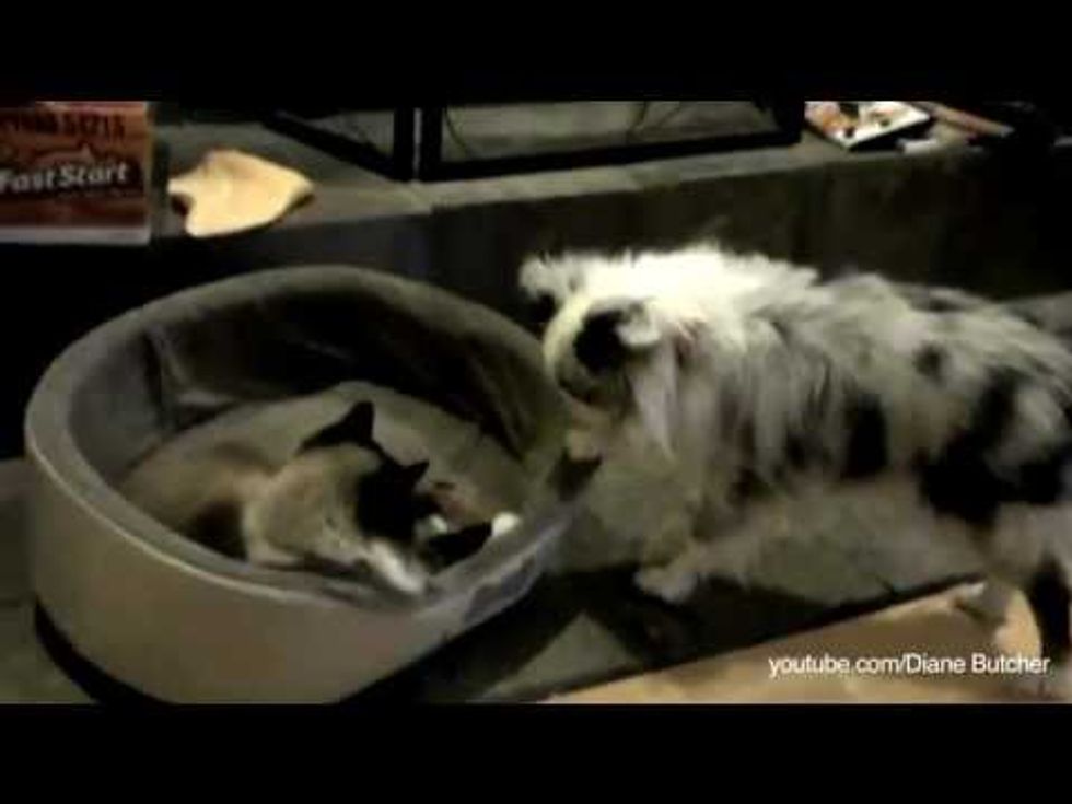 Cats Stealing Dog Beds