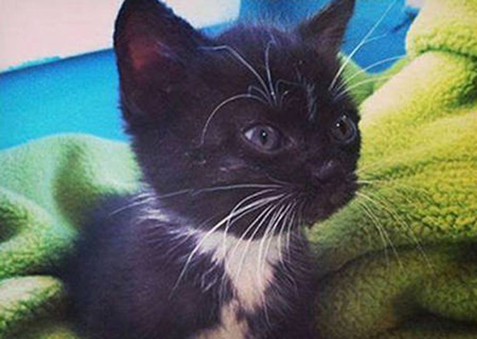 Man Determined To Save Kitten From The Bottom of A Long Pipe