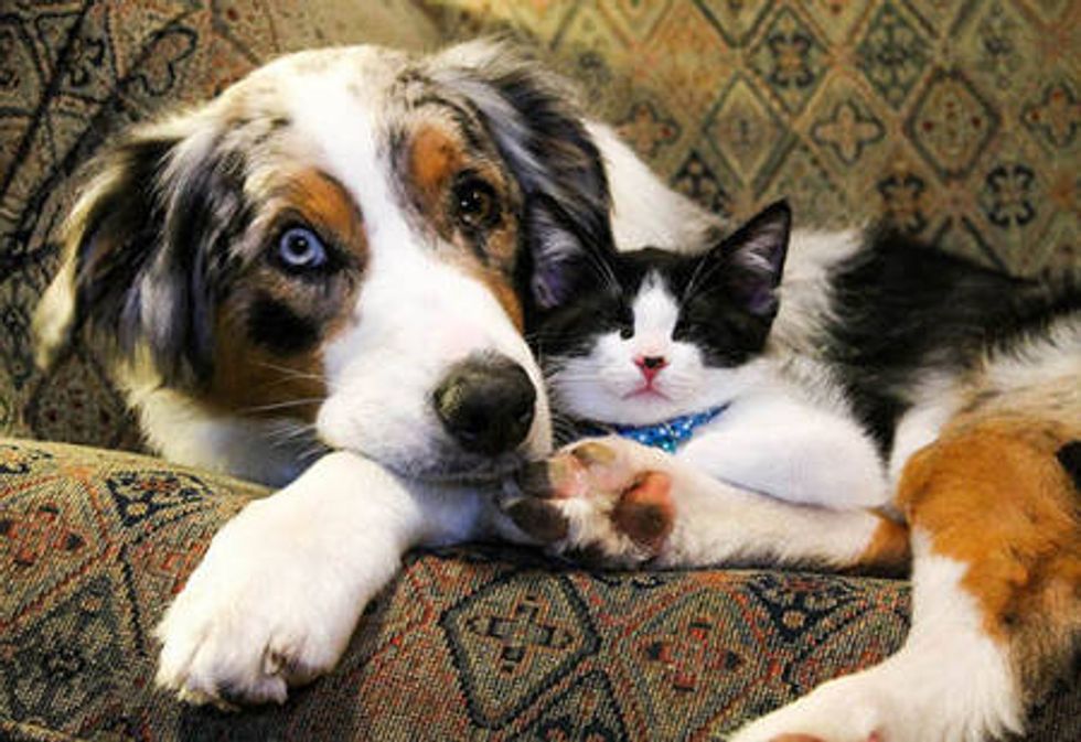 Unlikely Friendship: Stray Cat and Dog