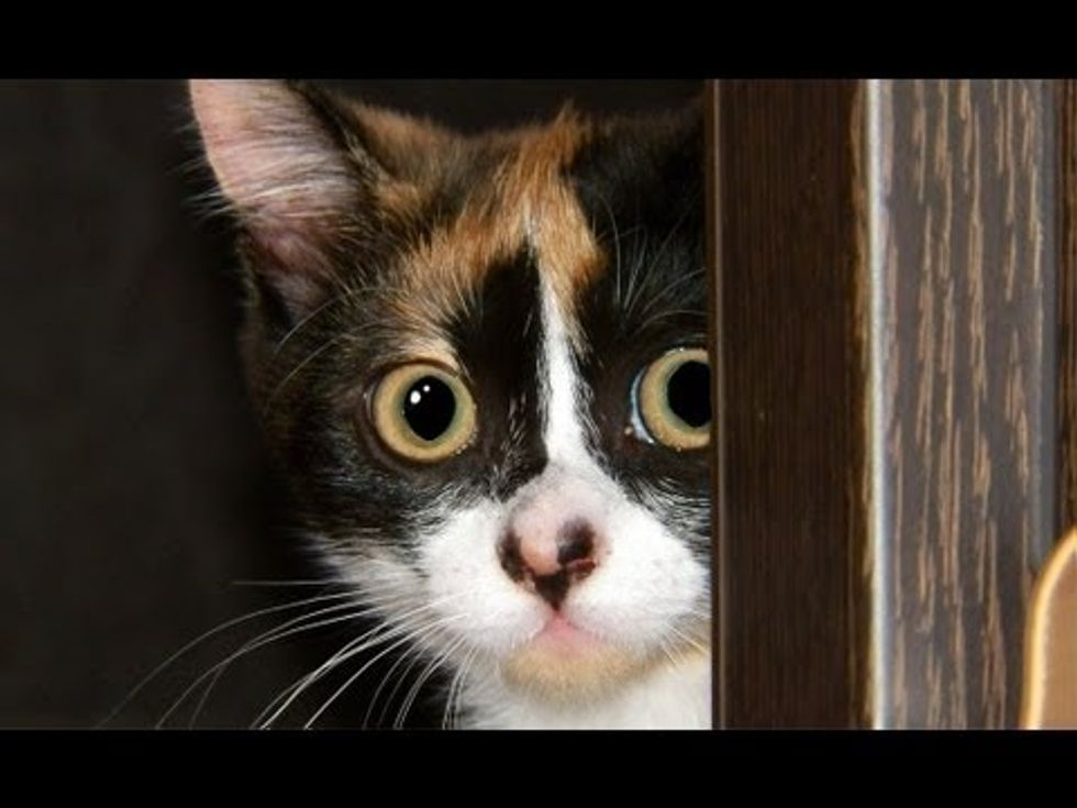 Kitten Stalking