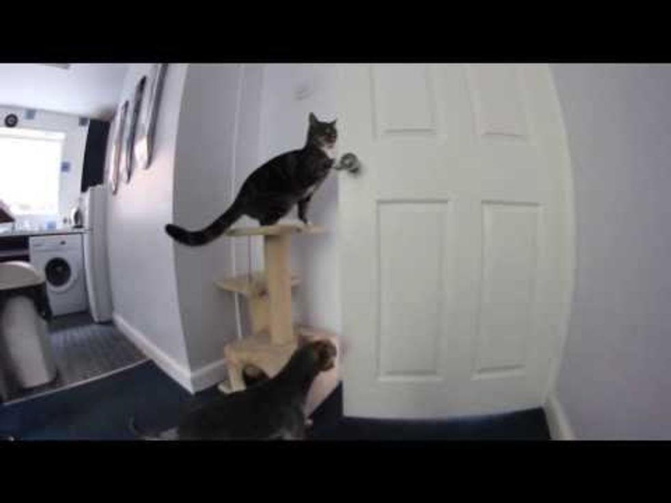 Cat Helps Dog Escape Kitchen