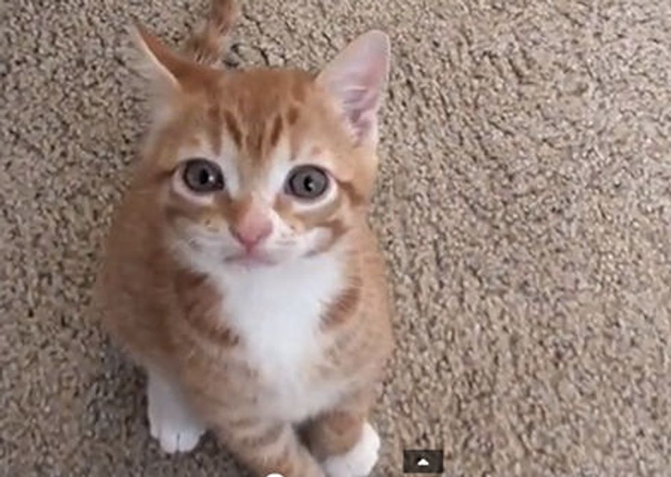 Cute Kitten Talks to Owner!