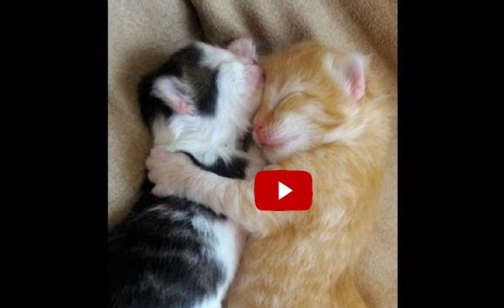 Kittens Wake Up Cuddled in Each Other's Arms. This is Unbearably Cute!