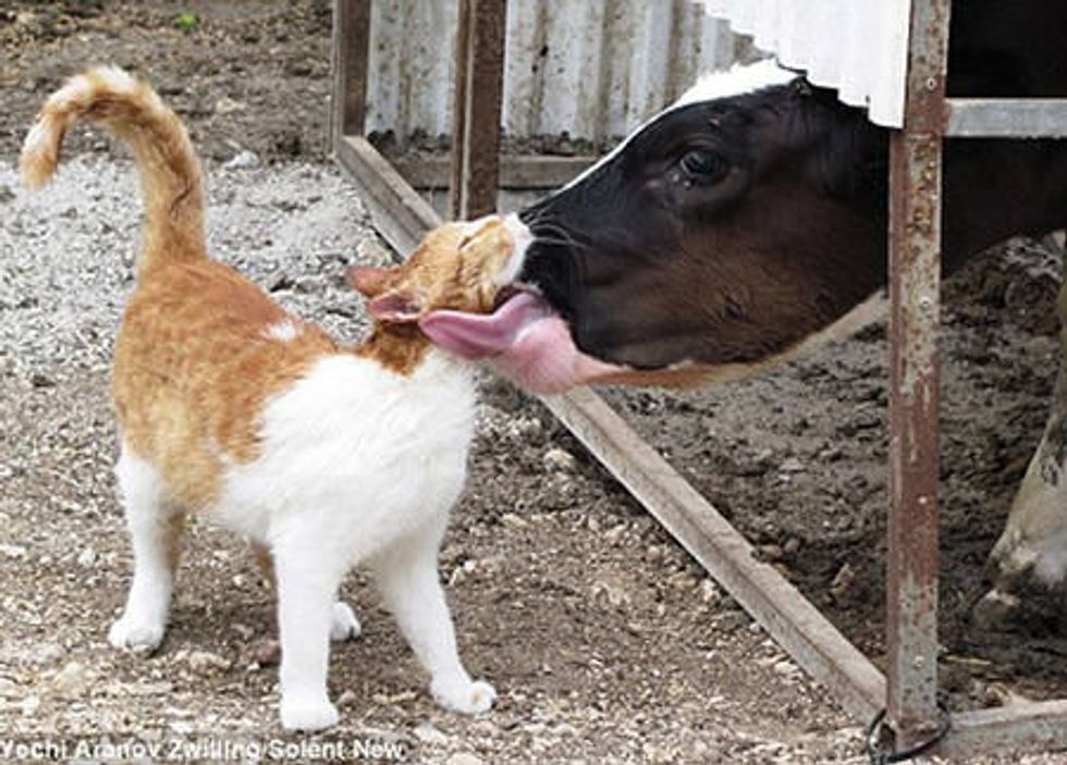 Stray Cat Visits Farm Cow Every Day For Love And Affection