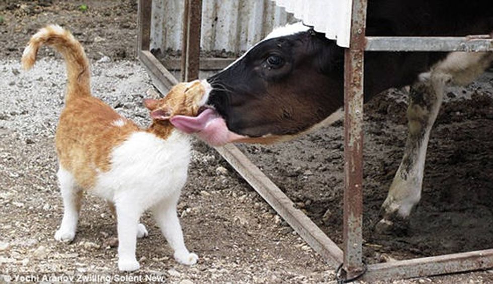 Stray Cat Visits Farm Cow Every Day For Love And Affection - Love Meow
