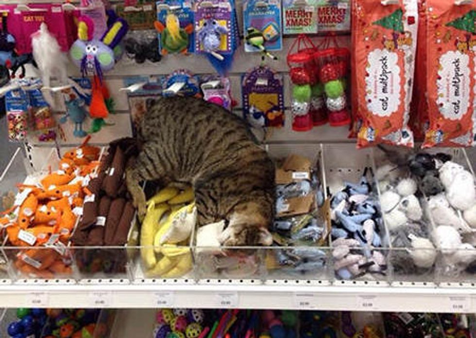 Stray Cat Wanders Into Pet Supply Store