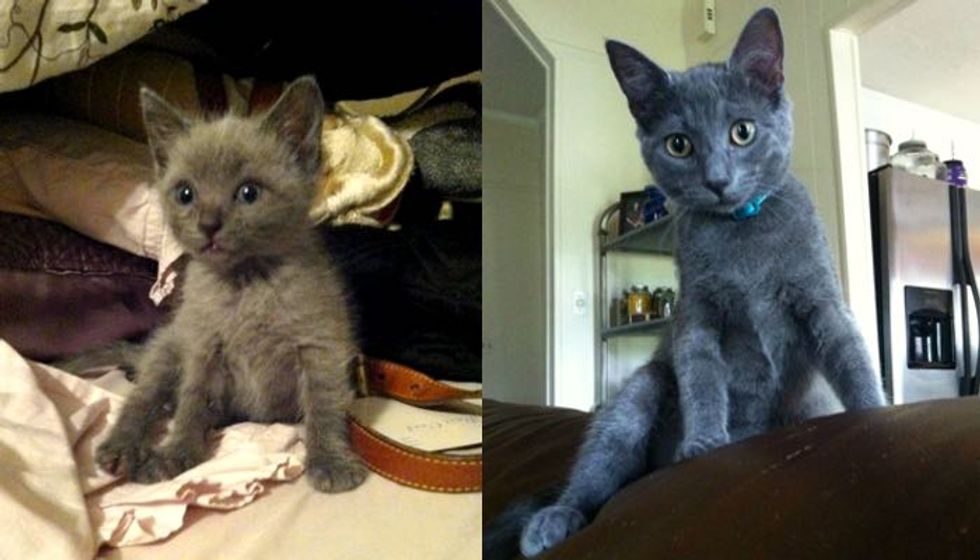 Blue Kitten Found at Abandoned House is Given a Real Home