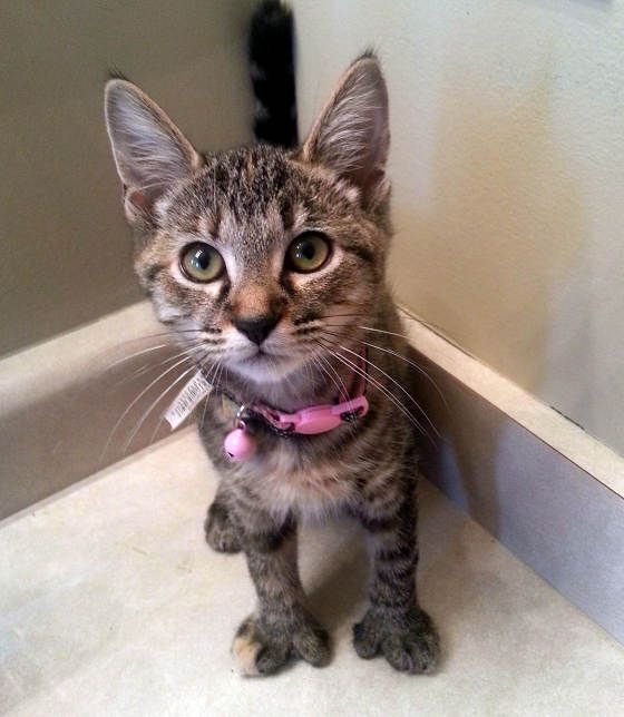 cats with opposable thumbs