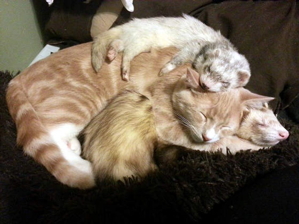 Kitty Grew Up With Ferrets - Love Meow