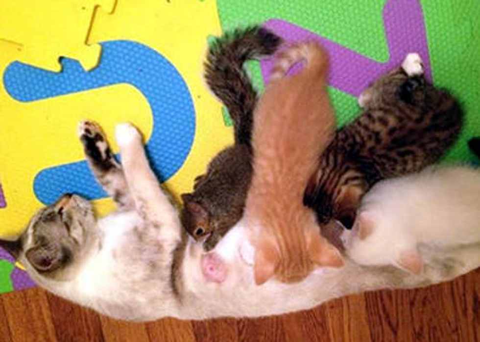 Mother Cat Adopts Orphan Squirrels