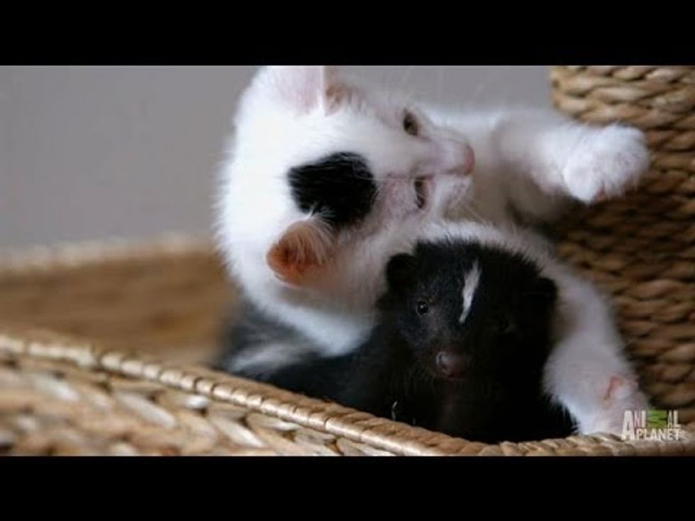 Who Knew Kittens and Skunks Made Such Good Friends? - Too Cute!