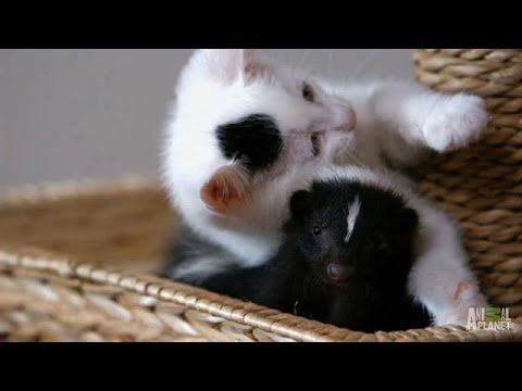 Who Knew Kittens and Skunks Made Such Good Friends Too Cute Love Meow