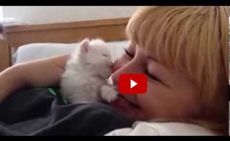 Cute Kitten Gives Kisses