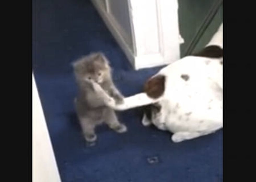 Kitten And Dog First Encounter