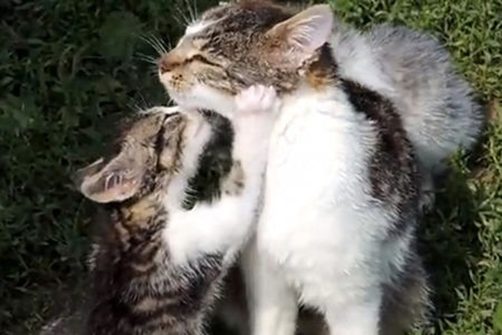 cuteness overload kittens