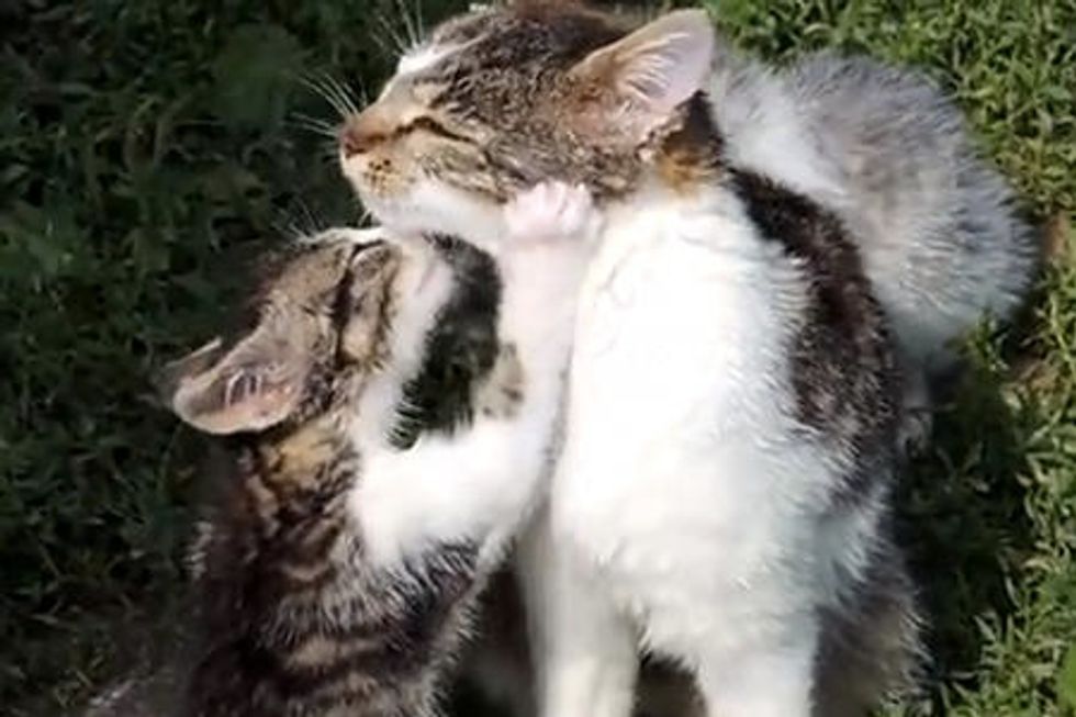 Cat Cuteness Overload