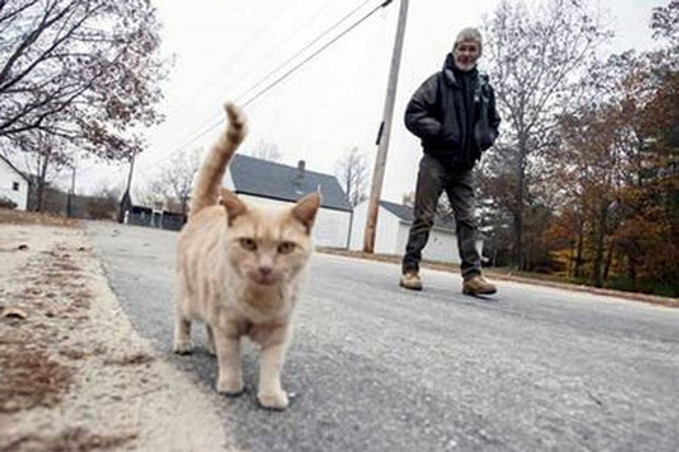 Cat Accompanies His Human To Work Every Day