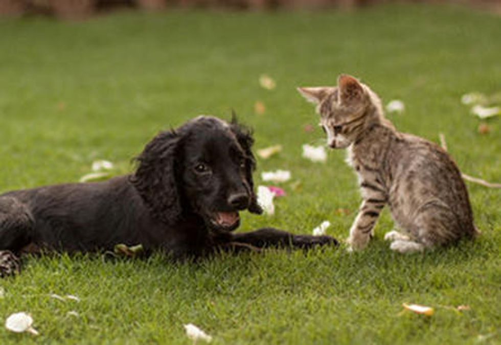Stray Cat And His Spaniel Grow Up Together