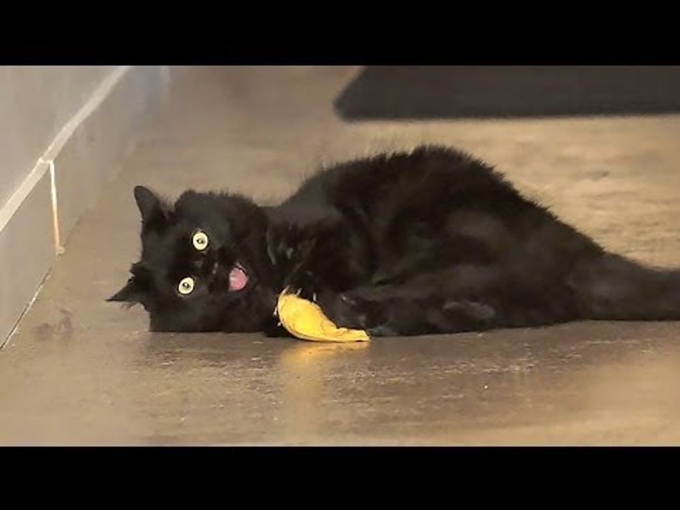 Cutest Catfight Ever!