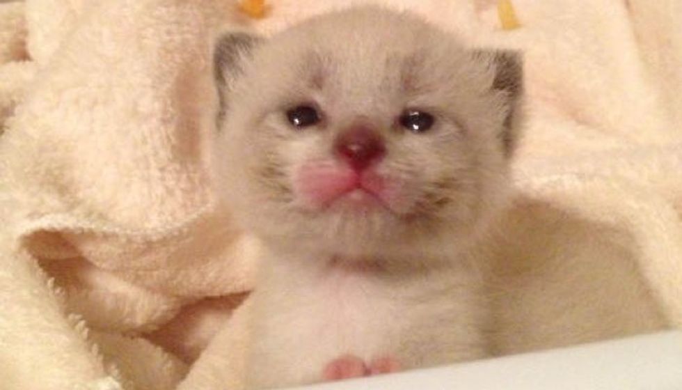 3 Day Old Orphan Kitten Gets A Brand New Life