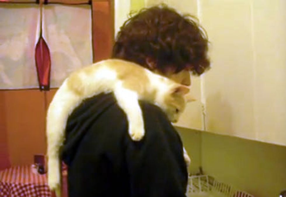 Cat Supervising Dish Washing