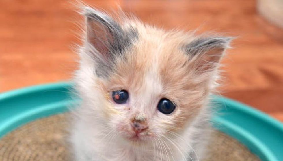 Blind Kitten Healing Thanks To Saving Grace