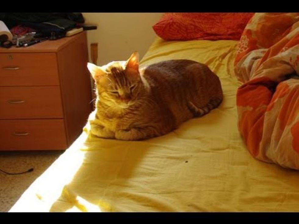 Sunbathing Kitty Timelapse