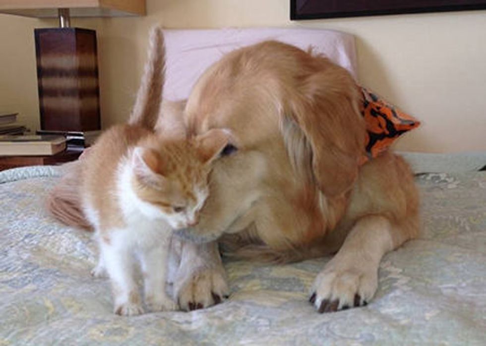 Foster Kitten And Golden Retriever - Inseparable Friends