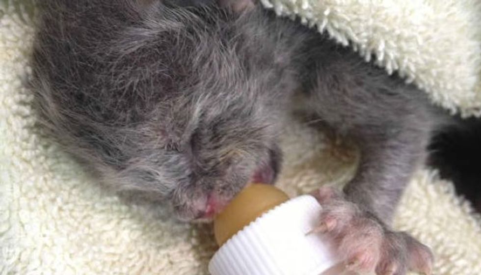 Woman Fights to Save Orphaned Kitten that No Shelter Wants to Keep