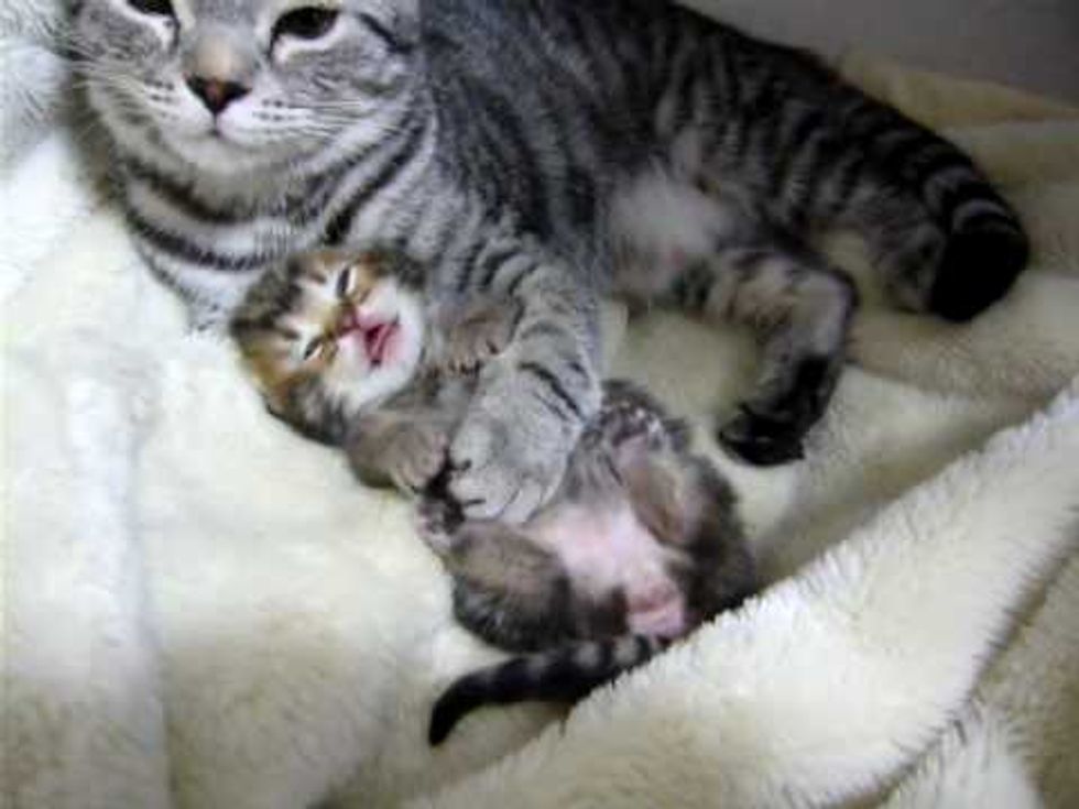 Cat Mama Cuddling Kitten to Sleep