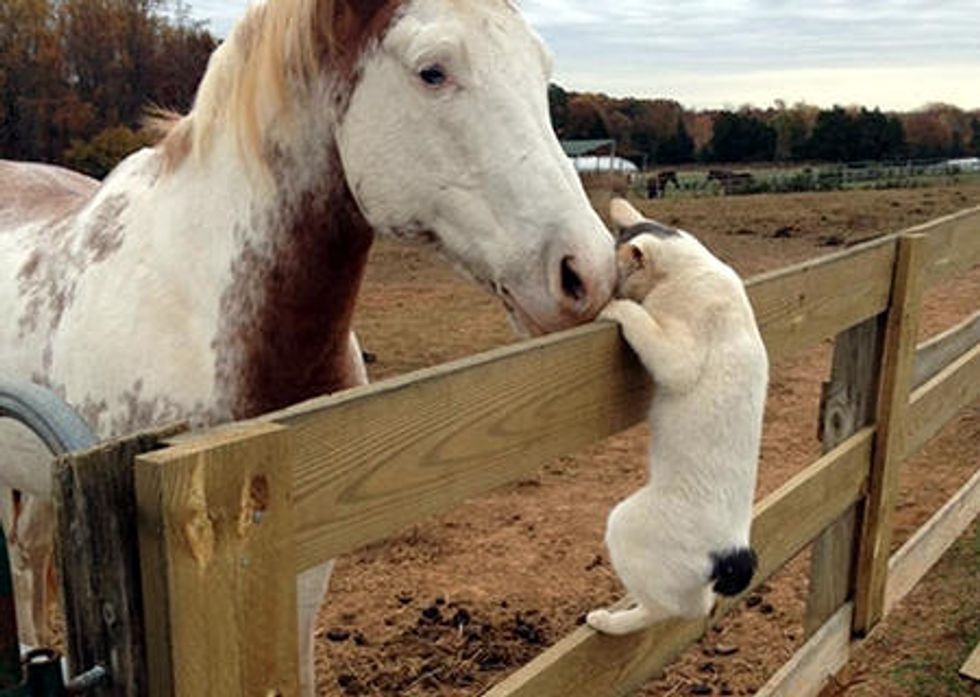 Barn Cat Visits Horse