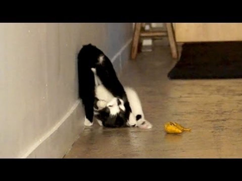 Kodi's Somersault Skills!