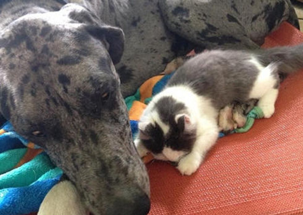Tiny Orphan Cat Adopted By Gentle Giant Great Dane