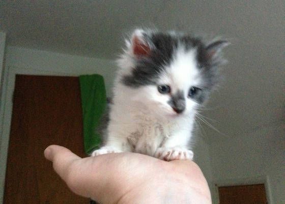 great dane and kitten