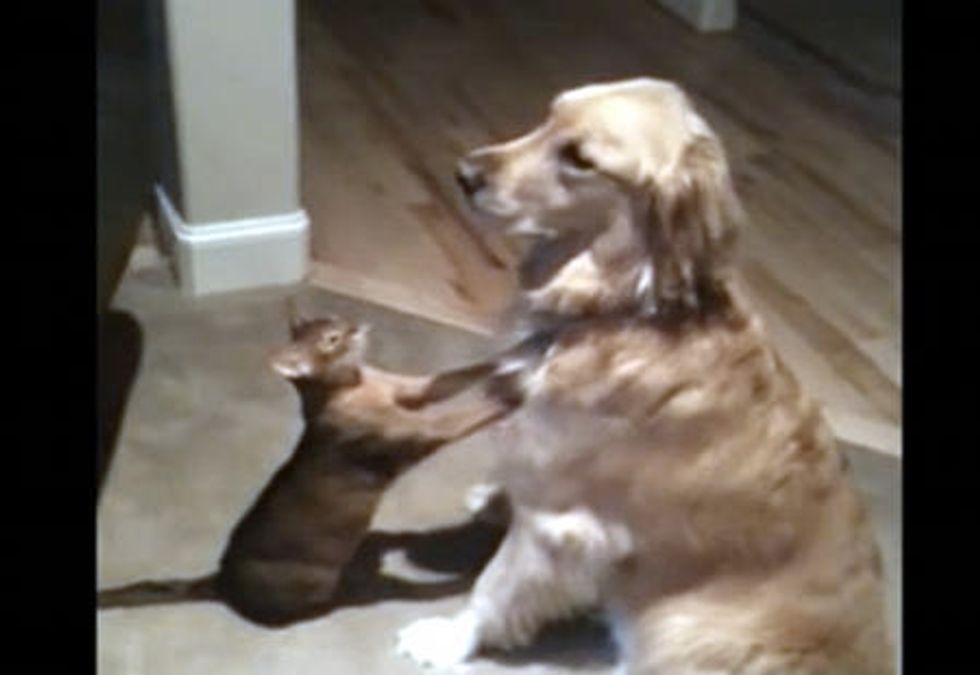 Adorable Cat And Dog Friends