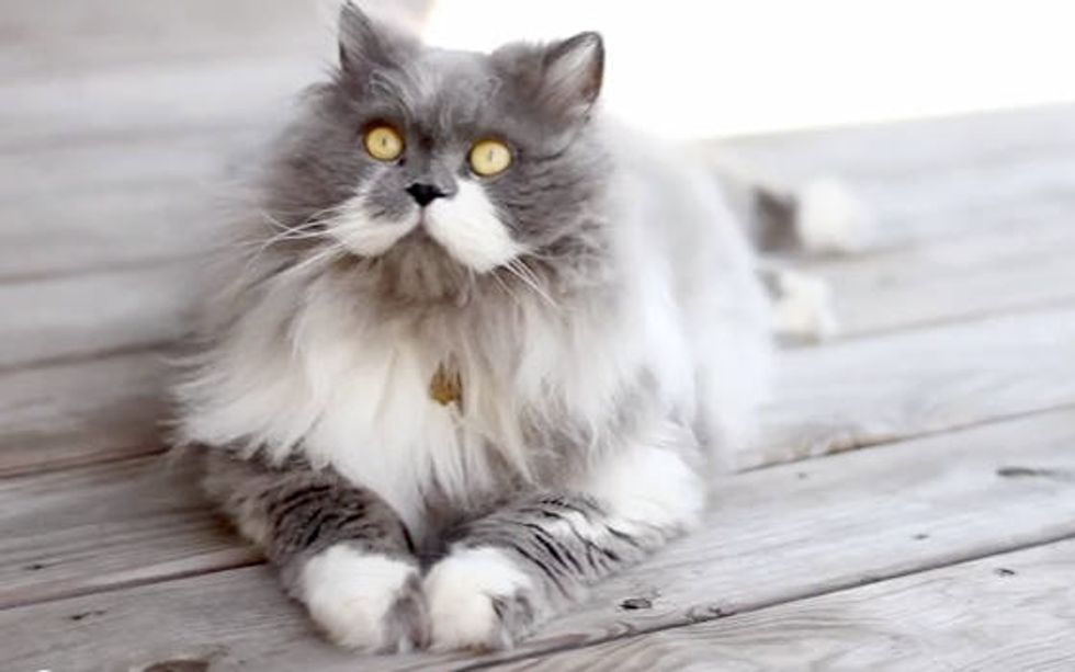 Owlbert The Mustache Cat Who Looks Like An Owl Love Meow