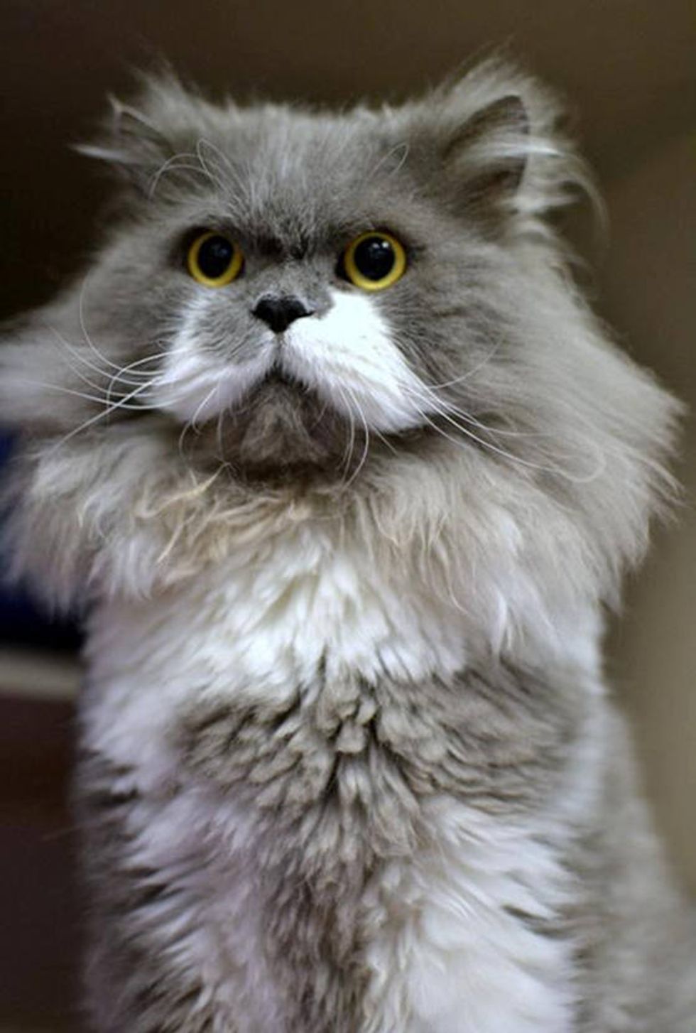 Owlbert The Mustache Cat Who Looks Like An Owl Love Meow
