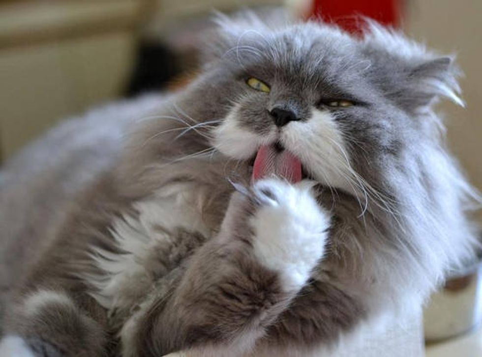 Owlbert The Mustache Cat Who Looks Like An Owl Love Meow