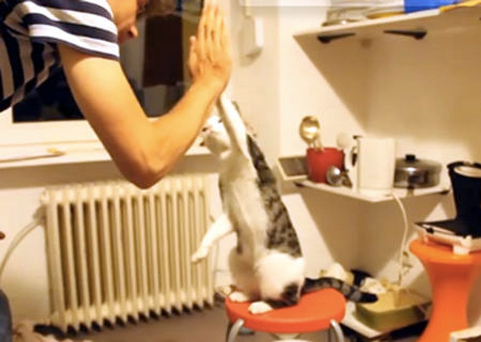 Cats Giving High Fives