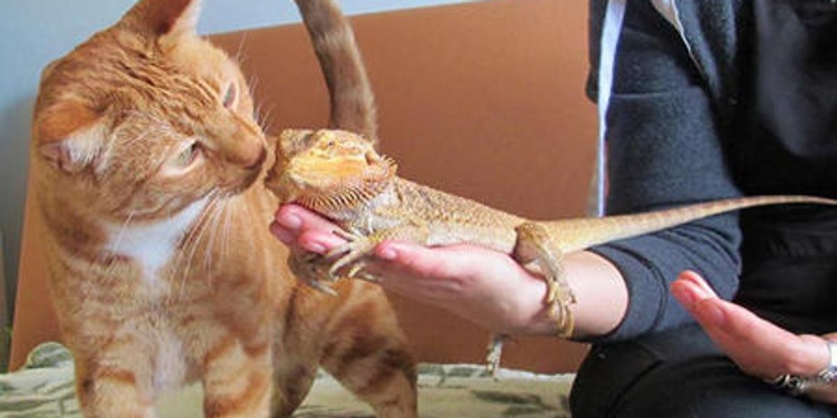 Ginger Cat Meets Bearded Dragon Love Meow