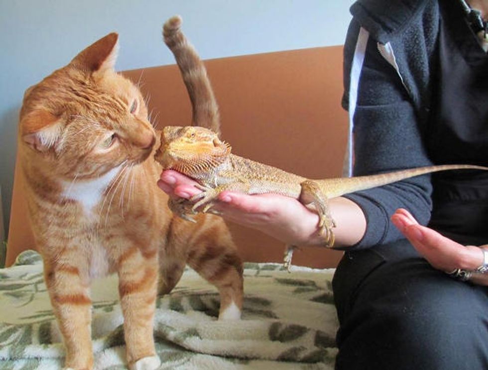 Ginger Cat Meets Bearded Dragon Love Meow